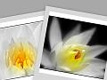 © Bloemen en planten 1 